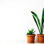 ZZ Plant vs. Snake Plant